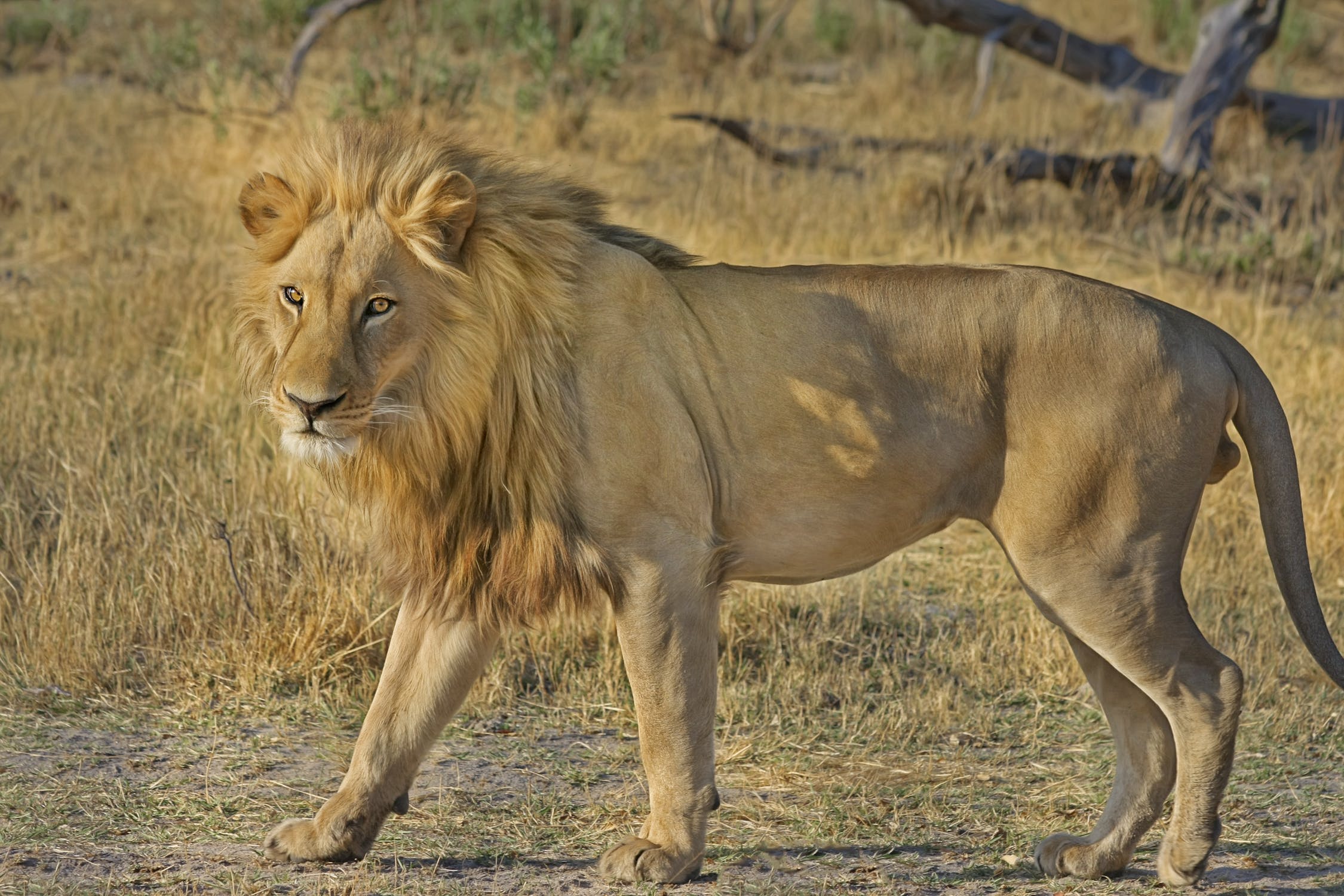 Leão sozinho que é possível observar por meio de um passeio de safári em sua viagem para a África do Sul