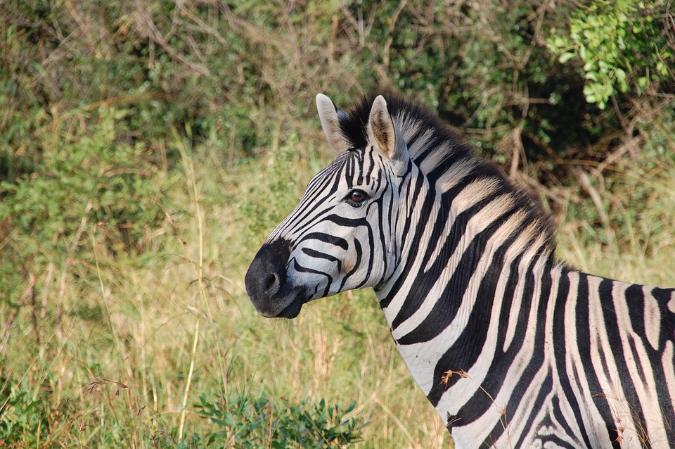 Zebra em um sáfari, passeio indispensável para a sua viagem para a África do Sul