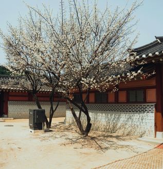 pexels-cknguyen-31939715 (1)